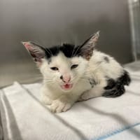 Ochra, kotka do adopcji