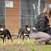 Benny, pies do adopcji