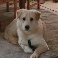 Goldie sucht sein Für-Immer-Zuhause, Hund zur Adoption