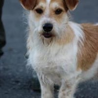 Memo - goldiger, verspielter Jungrüde, Hund zur Adoption