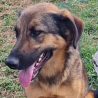 Olina, endlich ein Zuhause haben bitte, Hündin zur Adoption