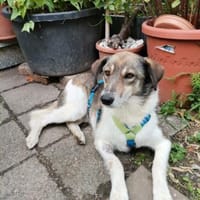 Zauberhafte Fine sucht Zuhause, Hündin zur Adoption
