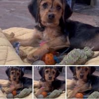 Magda ist umwerfend, Hündin zur Adoption