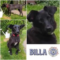 BILLA * sucht das Glück, Hündin zur Adoption