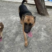 Phoenix (2 Jahre) braucht JETZT ein Zuha, Hund zur Adoption