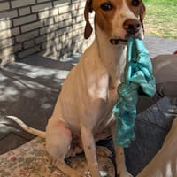 PLUTO - Zuckerschnute sucht Zuhause 💖, Hund zur Adoption