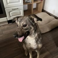 Cora ♥, Hündin zur Adoption