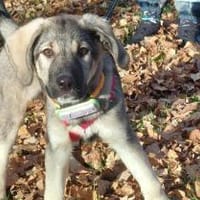 Thelma kleine Abenteurerin sucht Zuhause, Hündin zur Adoption