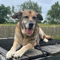 Victor, Hund zur Adoption