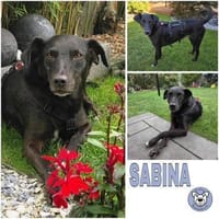 SABINA -ruhig & verschmust-, Hündin zur Adoption