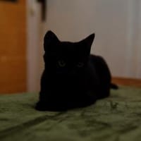 Katzenkind SALEM sucht sein Zuhause!, Kater zur Adoption