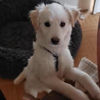 Ava Schneeengel sucht Familie, Hündin zur Adoption