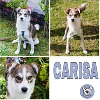 CARISA -sanft & menschenbezogen-, Hündin zur Adoption