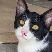 Schmusebär Athur sucht Zuhause!, Kater zur Adoption