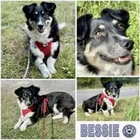 BESSIE -liebevoll, witzig & verspielt-, Hündin zur Adoption