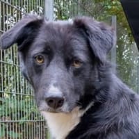 FELIX sucht seine Menschen, Hund zur Adoption