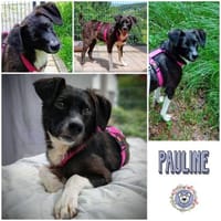 PAULINE * voller Lebensfreude, Hündin zur Adoption