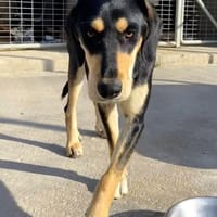 Liebe Soula sucht liebevolles Zuhause, Hündin zur Adoption