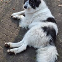 Tori  Die Hündin, die mit ihrem Lächeln, Hündin zur Adoption