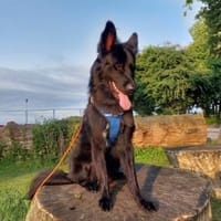 Bodhi  Wirbelwind sucht Körbchen❤, Hund zur Adoption