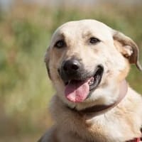 Lucky - Möchte sein Glück finden🍀, Hund zur Adoption