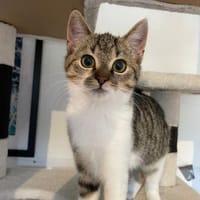 Nara die Ballkönigin, Katze zur Adoption