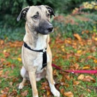 Liam ein Herz auf 4 Pfoten sucht Zuhause, Hund zur Adoption