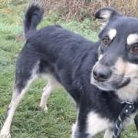 LEO sucht erneut, Hund zur Adoption