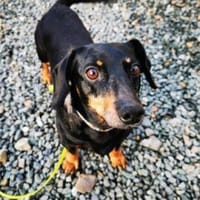 Senior Doktor sucht Dackelfans, Hund zur Adoption