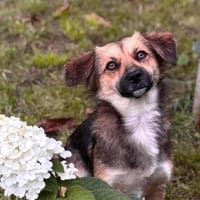 Wunderschöne Hündin sucht ihr Zuhause, Hündin zur Adoption