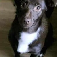 Kashka  Lustige Maus sucht ..., Hündin zur Adoption