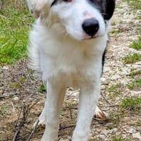 Badi   mit der besonderen Fellzeichnung, Hund zur Adoption