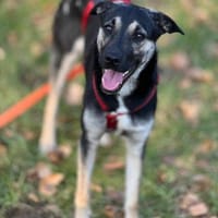 Ida von kettenlos, Hündin zur Adoption