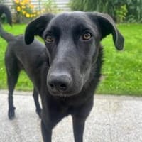 Elektra  voller Energie und Liebe ❤, Hündin zur Adoption