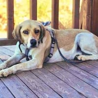 Ares möchte dein Herz erobern!, Hund zur Adoption