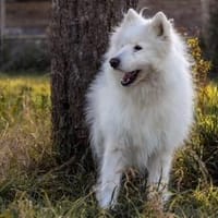 Über Balou  altes Spiel  neues Glück, Hund zur Adoption