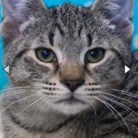 Abel, anfangs noch schüchtern, Kater zur Adoption