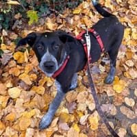 Kinga sucht ihre Familie, Hündin zur Adoption