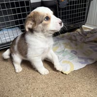 Baby ❤ 🐾  KALEA auf der Suche..., Hündin zur Adoption