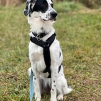 Zuhause gesucht: POLDA (w) in 83083, Hündin zur Adoption