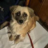 Leyla auf der Suche nach dem Glück, Hündin zur Adoption