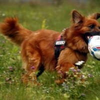 Knut, nur für Hundeprofis, Hund zur Adoption