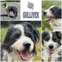 GULLIVER - aktiv & neugierig-, Hund zur Adoption