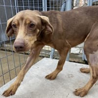 Zoe ist einfach nur lieb, Hündin zur Adoption