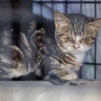 Loella die Schnurr-Faucherin, Katze zur Adoption