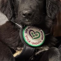 Lassie sucht ihre Menschen?, Hündin zur Adoption