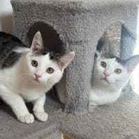 Greg + Manni hängen sehr aneinander, Kater zur Adoption