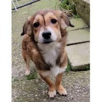 Pea - wartet in 76437 Rastatt, Hündin zur Adoption