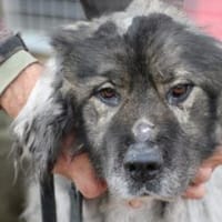 Bo - verschmust u. zutraulich, Hund zur Adoption