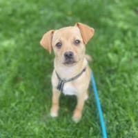 Emmi sucht Familie zum glücklich werden, Hündin zur Adoption